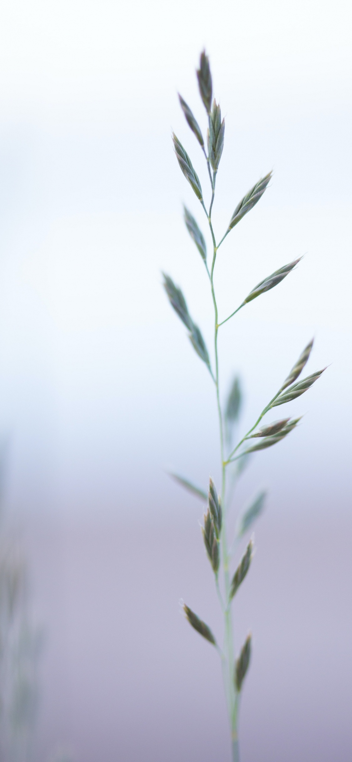 Обои семейство травы, растение, прут, наземное растение, дерево в разрешении 1125x2436