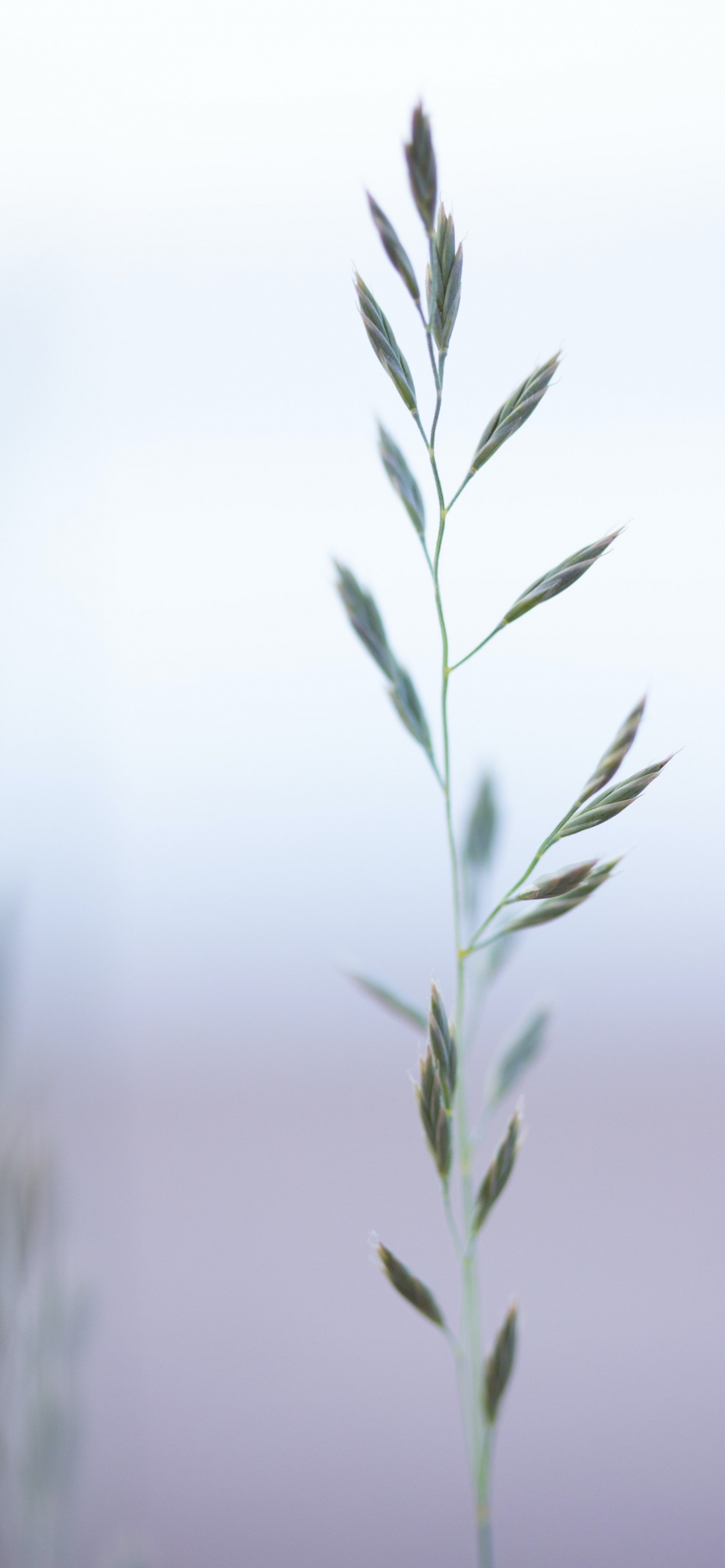 Обои семейство травы, растение, прут, наземное растение, дерево в разрешении 1242x2688