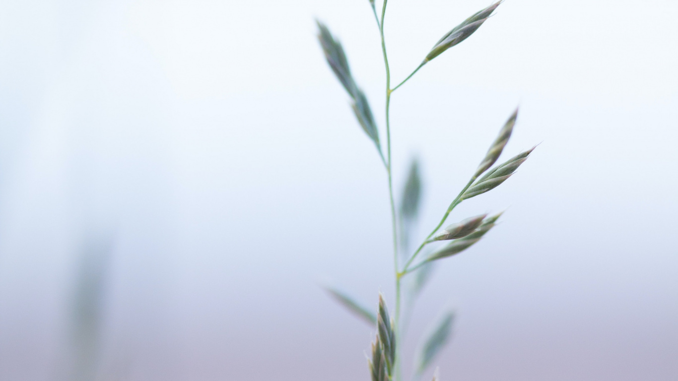 Обои семейство травы, растение, прут, наземное растение, дерево в разрешении 1366x768