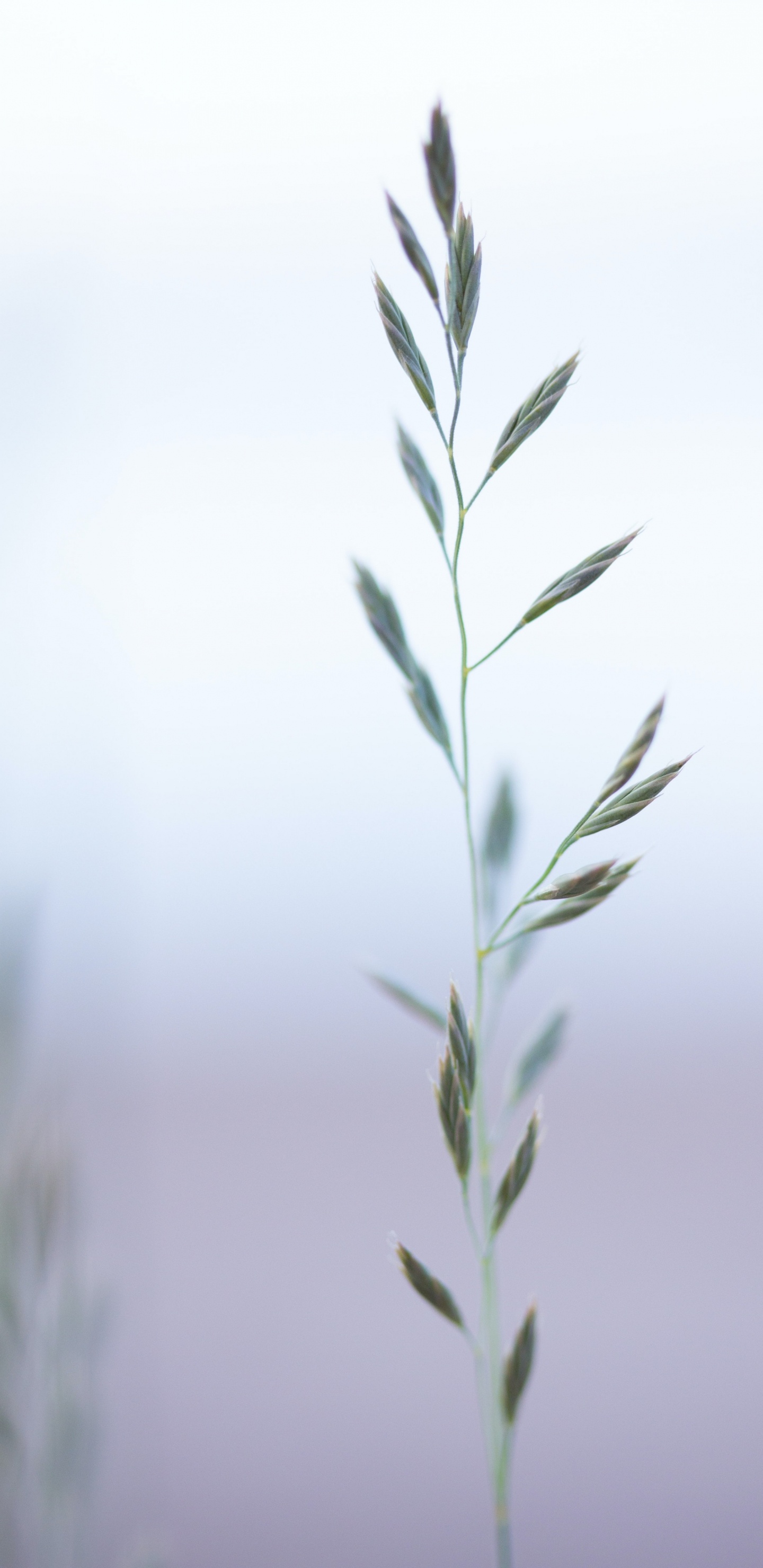 Обои семейство травы, растение, прут, наземное растение, дерево в разрешении 1440x2960