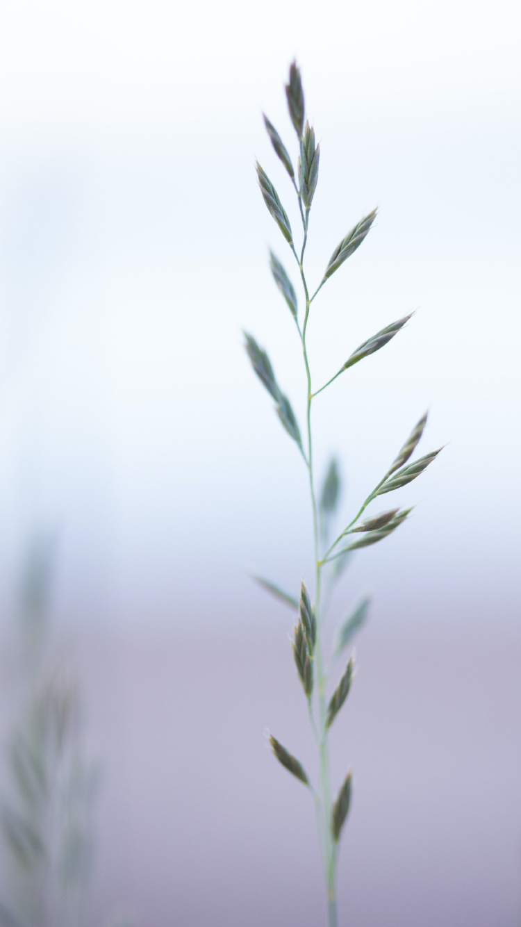 Обои семейство травы, растение, прут, наземное растение, дерево в разрешении 750x1334