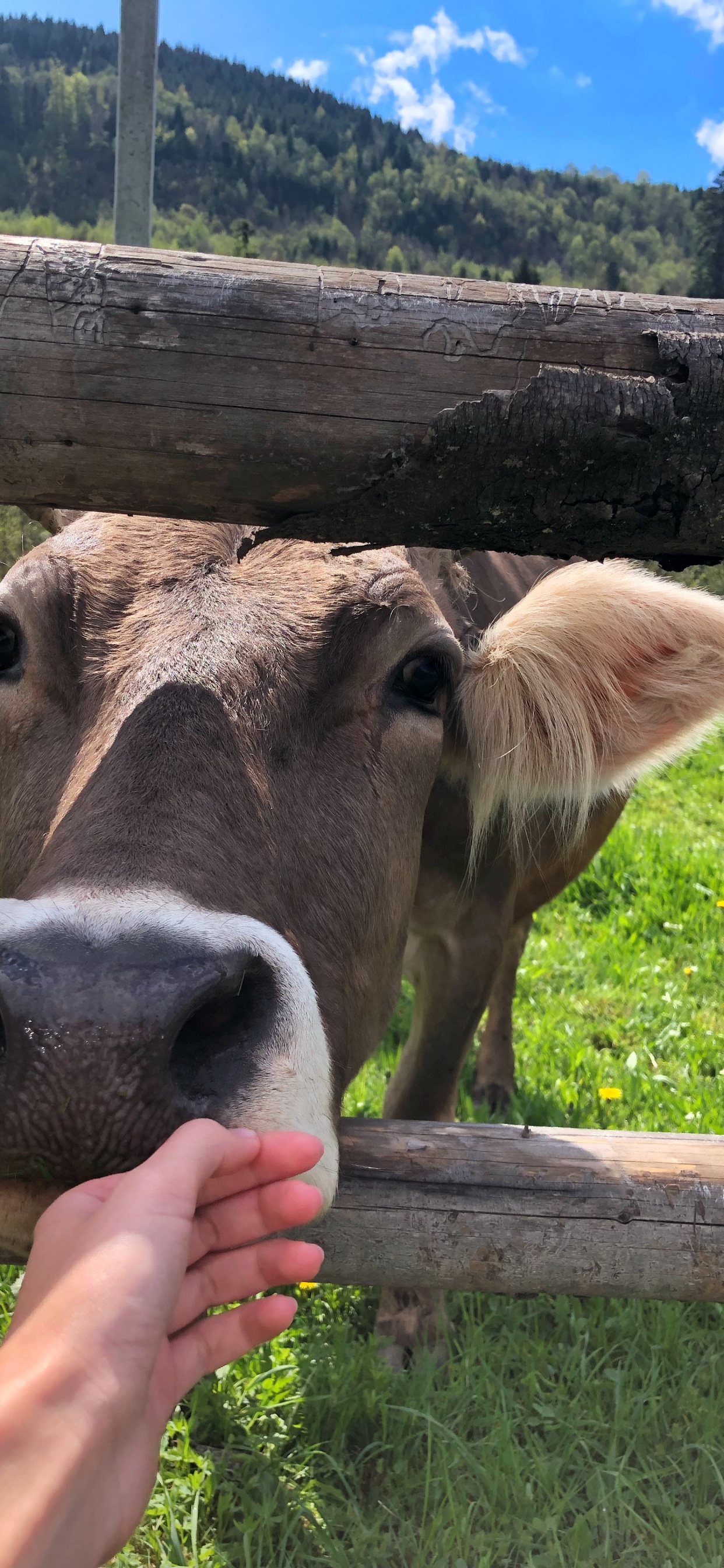 Обои молочный скот, пастбище, выгон, коза, голова в разрешении 1242x2688