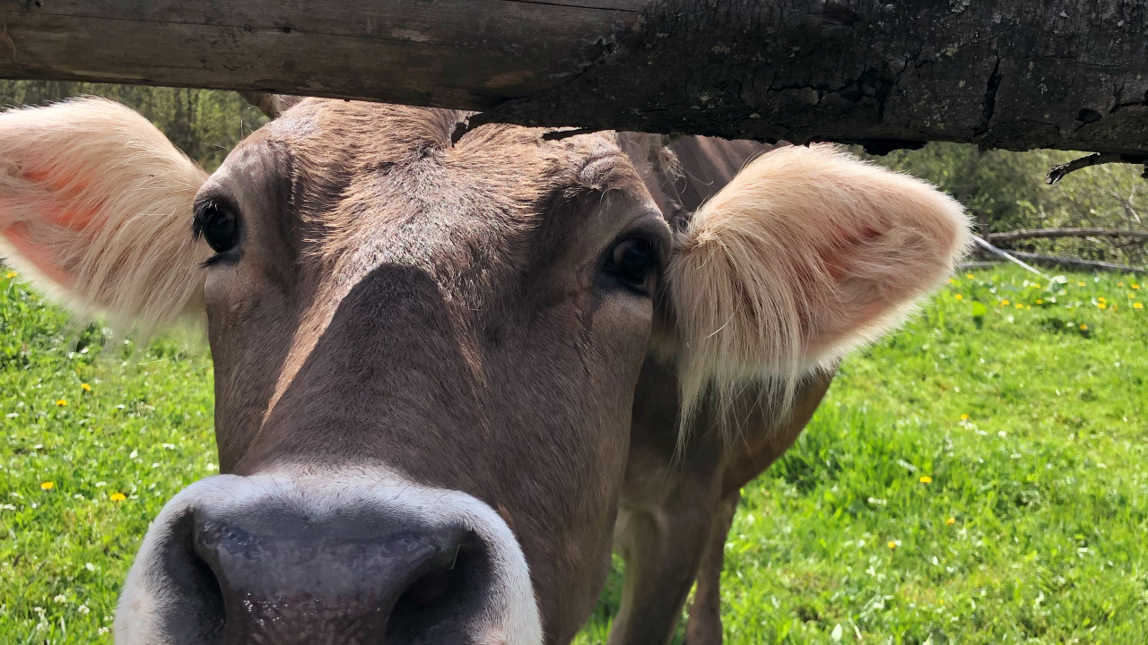 Обои молочный скот, пастбище, выгон, коза, голова в разрешении 1280x720