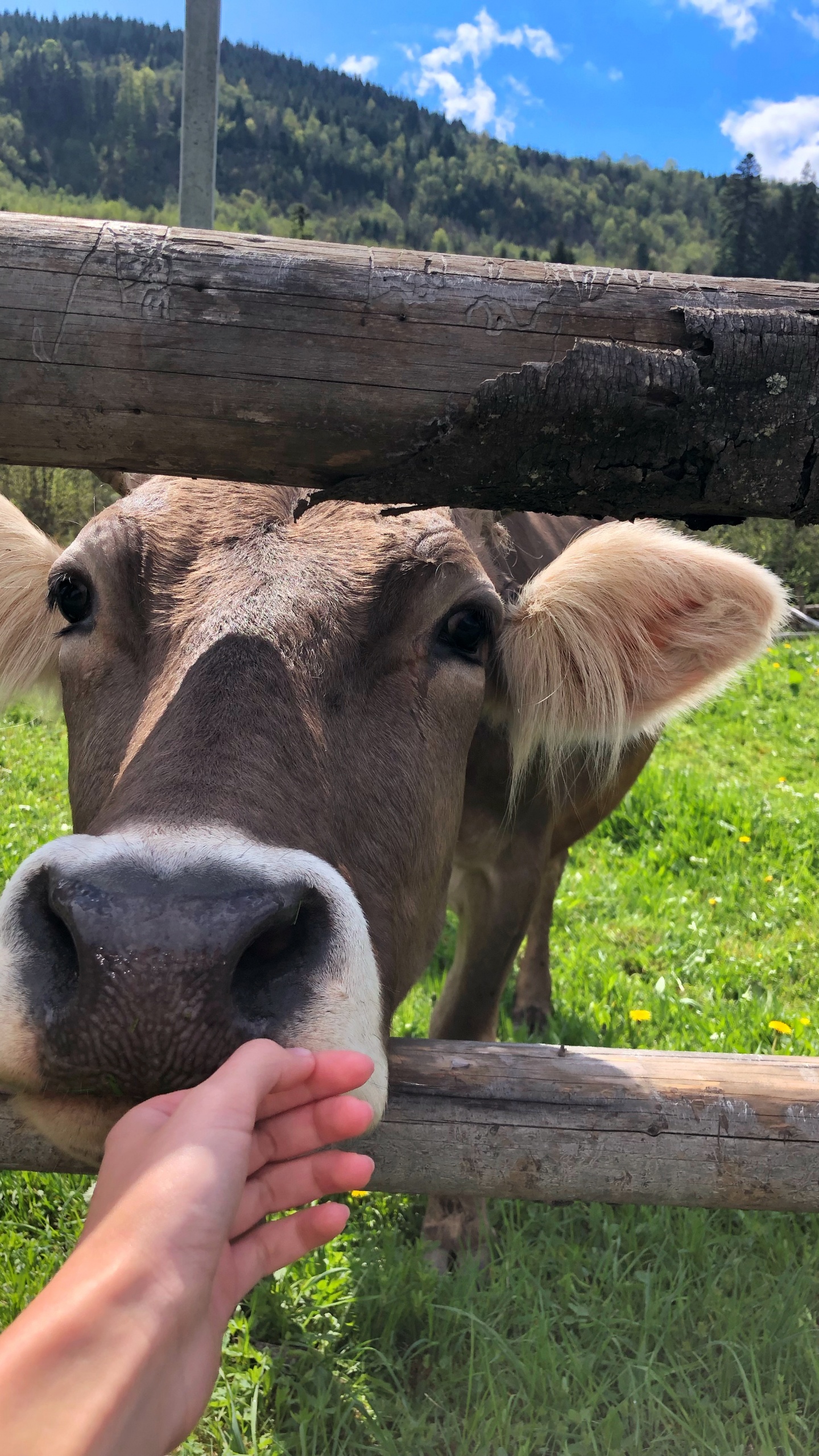 Обои молочный скот, пастбище, выгон, коза, голова в разрешении 1440x2560