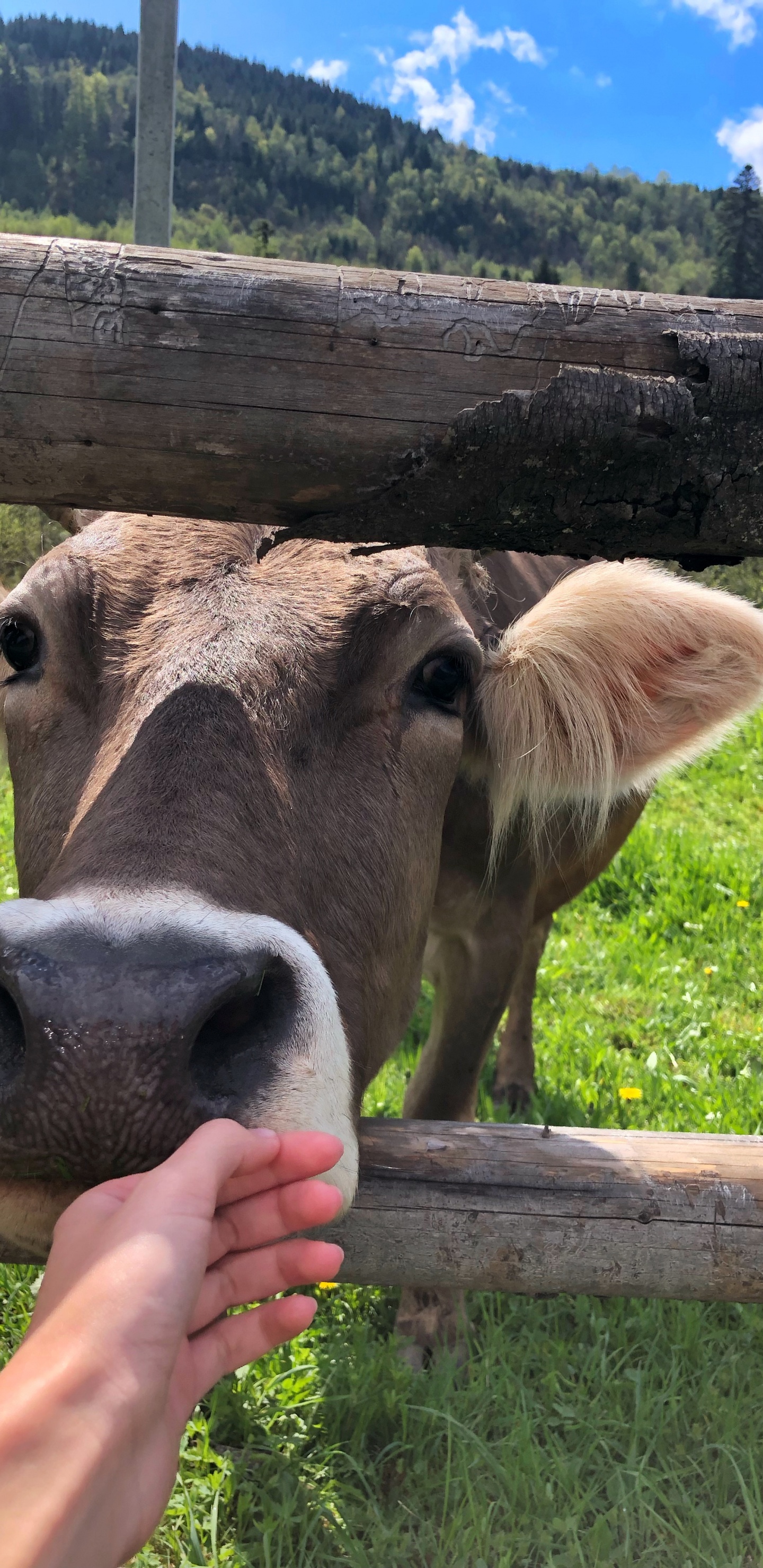 Обои молочный скот, пастбище, выгон, коза, голова в разрешении 1440x2960