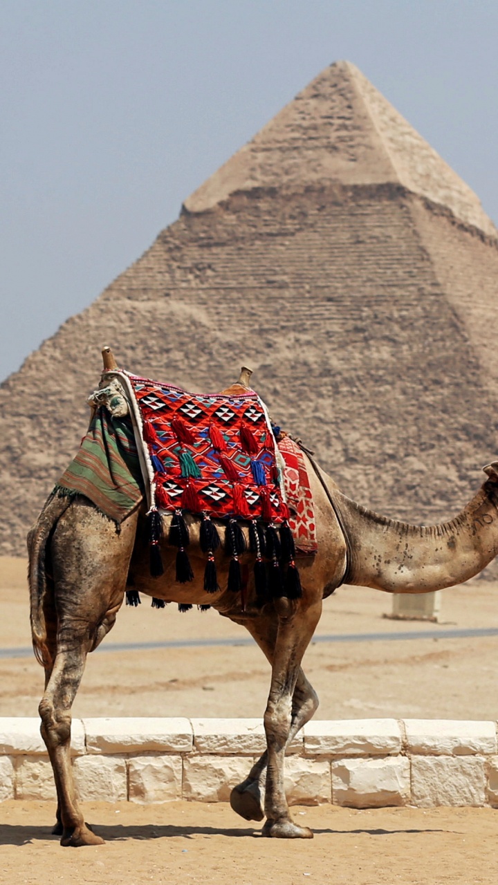 Обои египетская пирамида, памятник, пирамида, туризм, верблюд в разрешении 720x1280