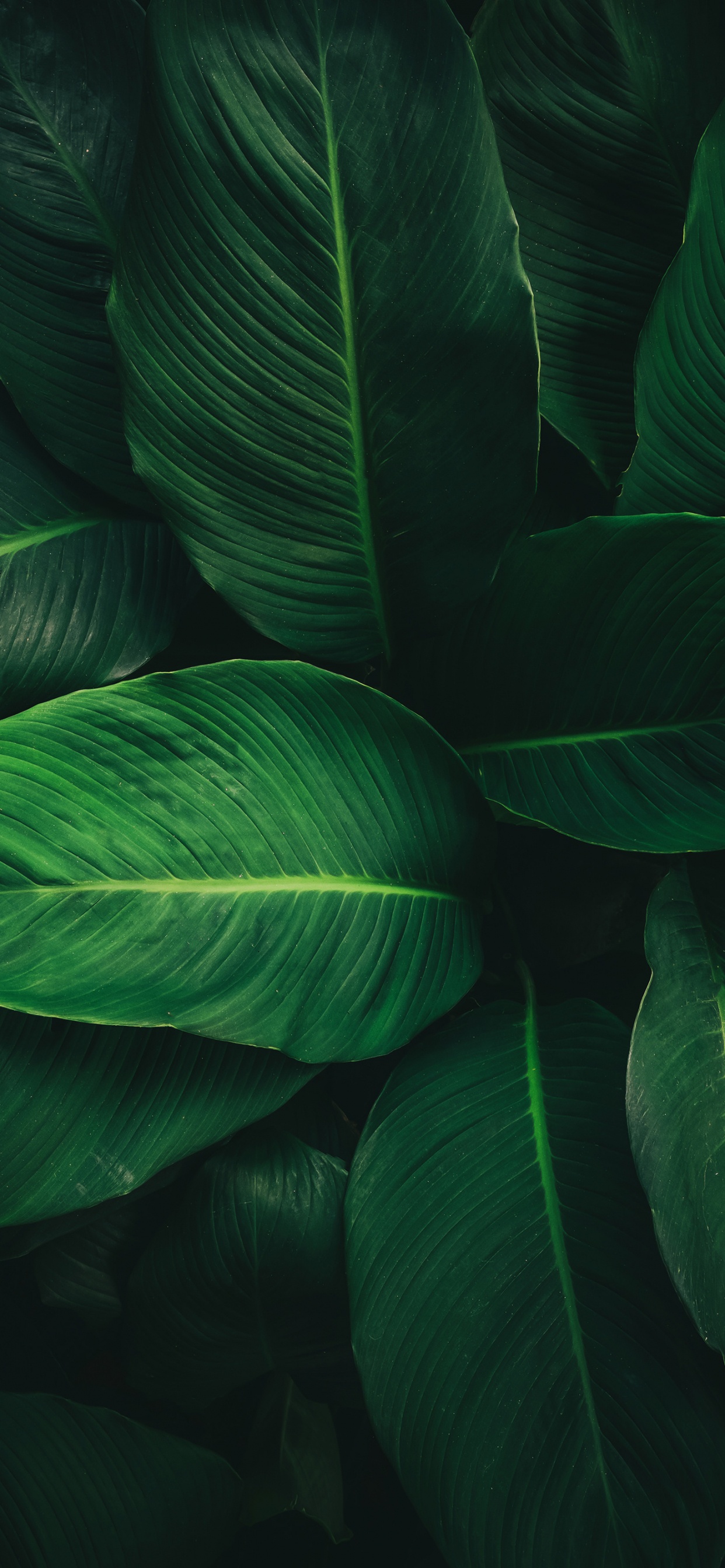 Обои лист, стебель растения, наука, биология, наземное растение в разрешении 1242x2688