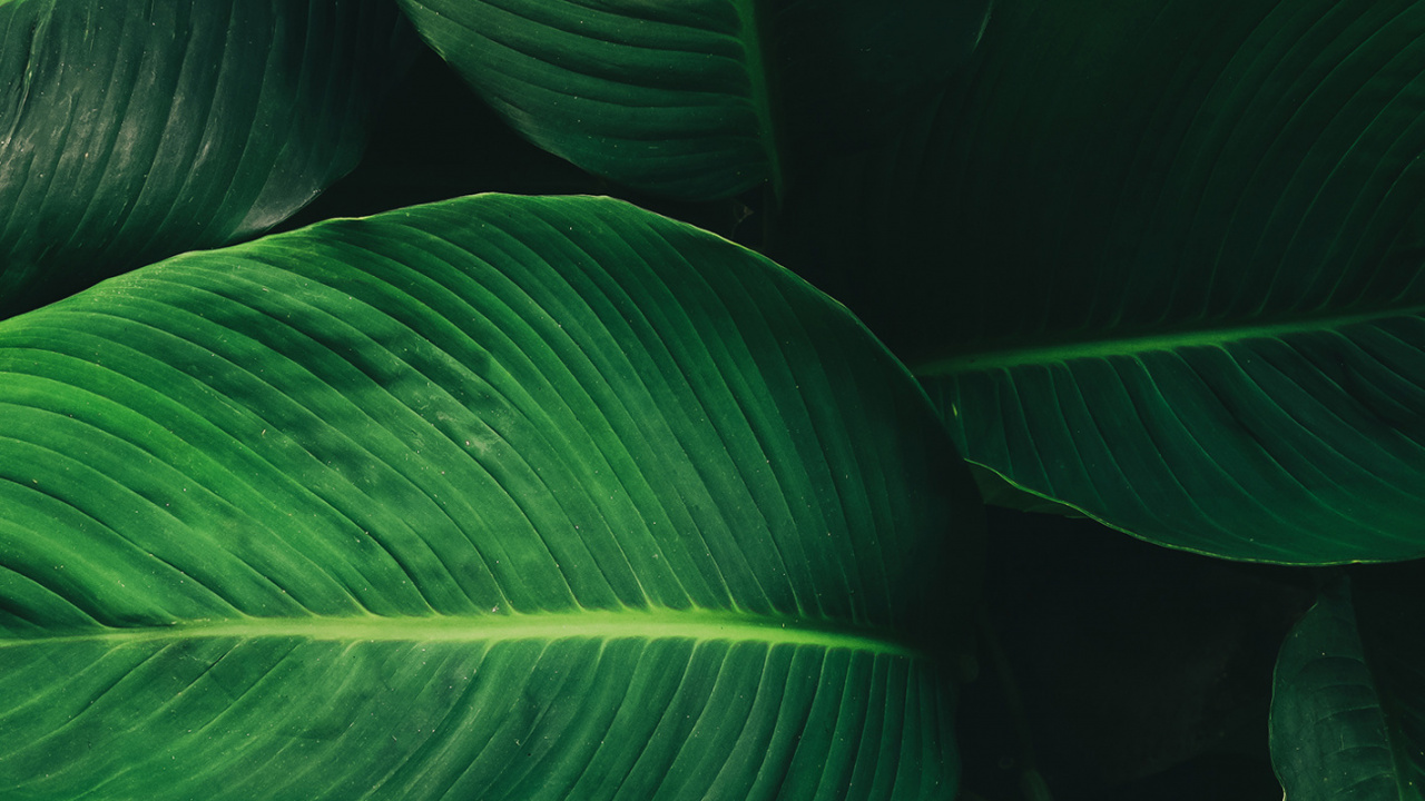 Обои лист, стебель растения, наука, биология, наземное растение в разрешении 1280x720