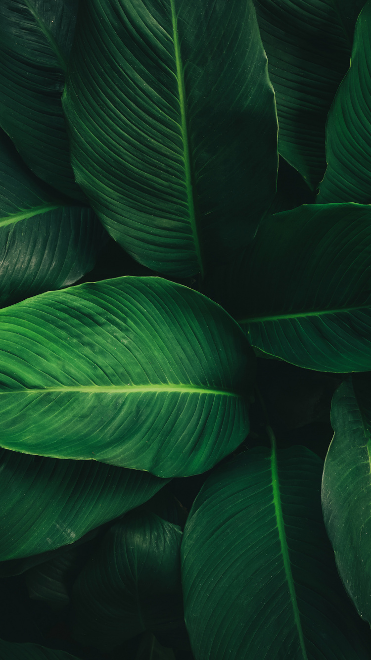 Обои лист, стебель растения, наука, биология, наземное растение в разрешении 750x1334