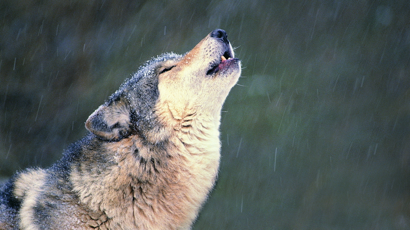 Обои живая природа, морда, чехословацкий влчак, млекопитающее, собака в разрешении 1366x768