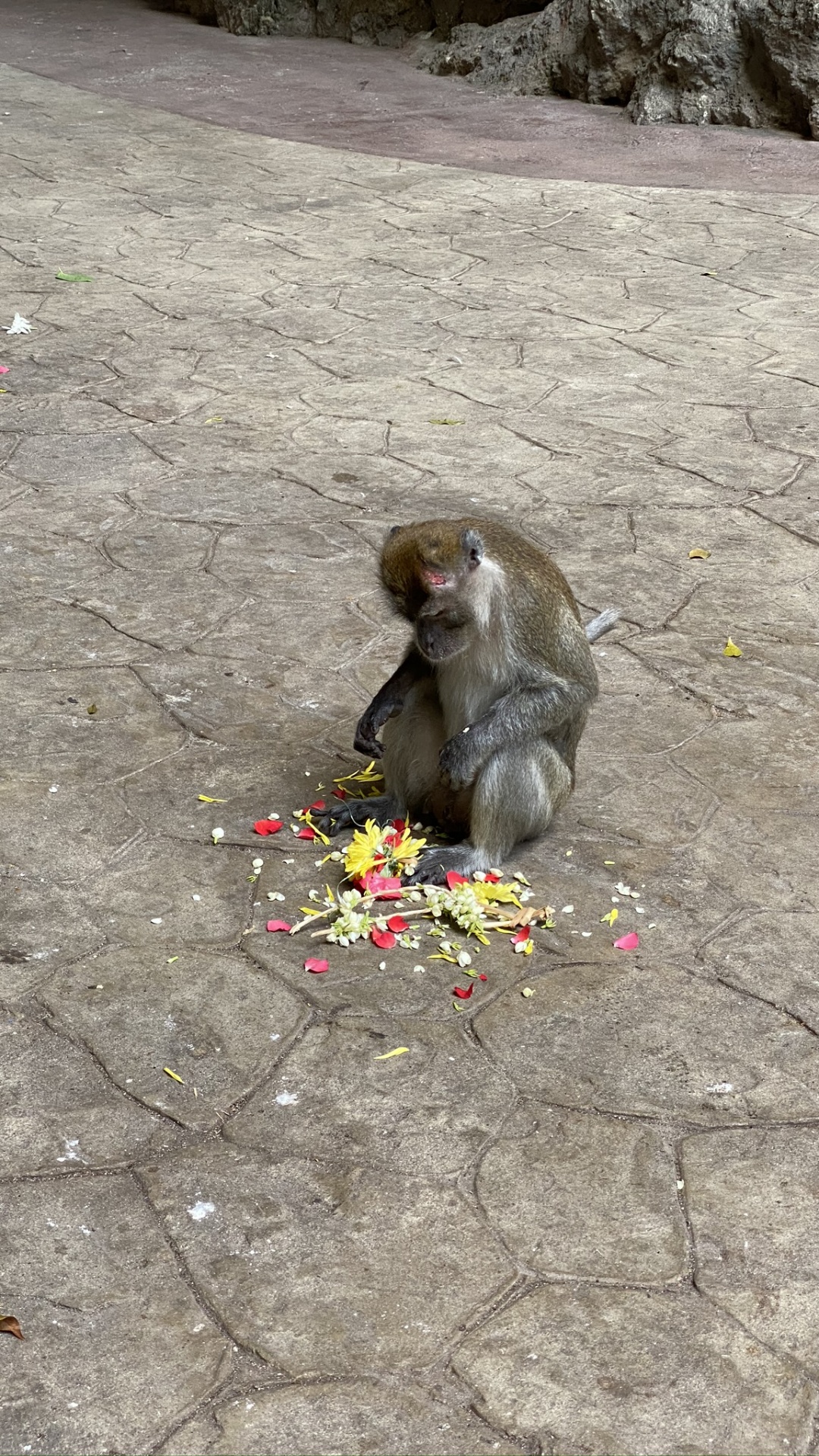 Обои примас, Старый мир обезьян, биология, наука, макака в разрешении 1080x1920