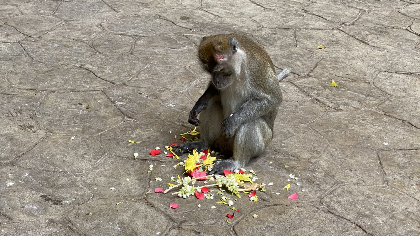 Обои примас, Старый мир обезьян, биология, наука, макака в разрешении 1366x768