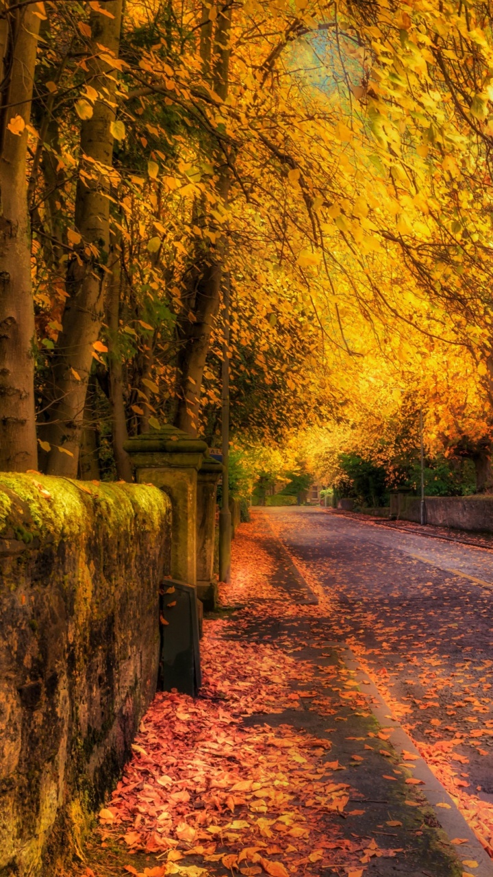 Обои природа, дерево, лист, осень, солнечный свет в разрешении 720x1280