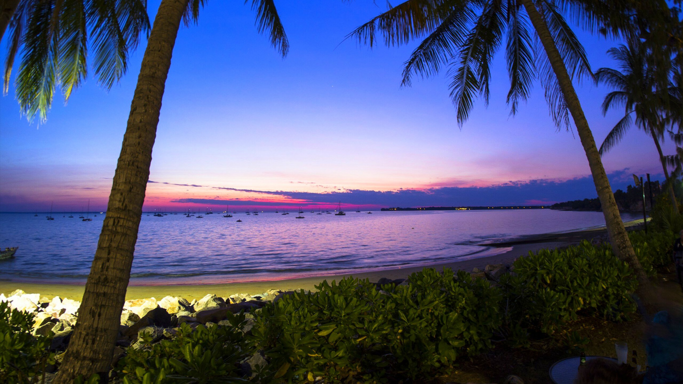 Обои природа, море, тропическая зона, Пальма, горизонт в разрешении 1366x768