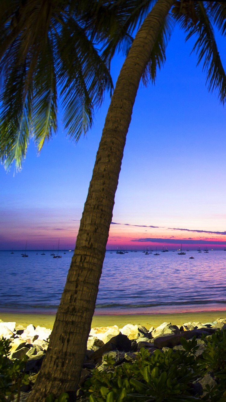 Обои природа, море, тропическая зона, Пальма, горизонт в разрешении 750x1334