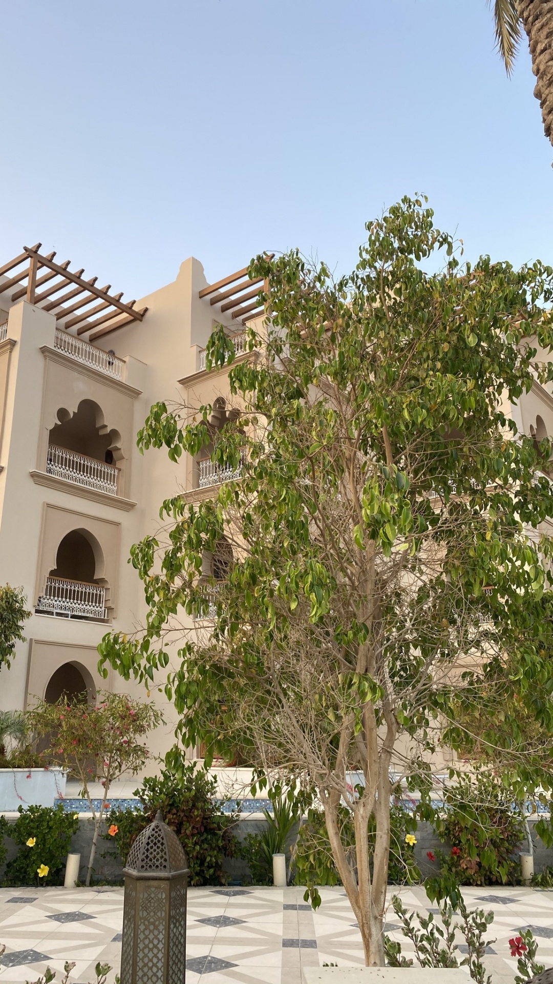 Обои дерево, недвижимость, квартира, свойство, растение в разрешении 1080x1920