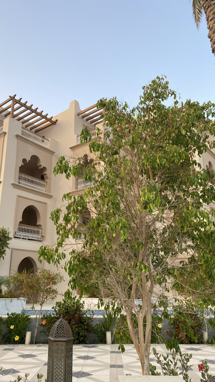 Обои дерево, недвижимость, квартира, свойство, растение в разрешении 750x1334