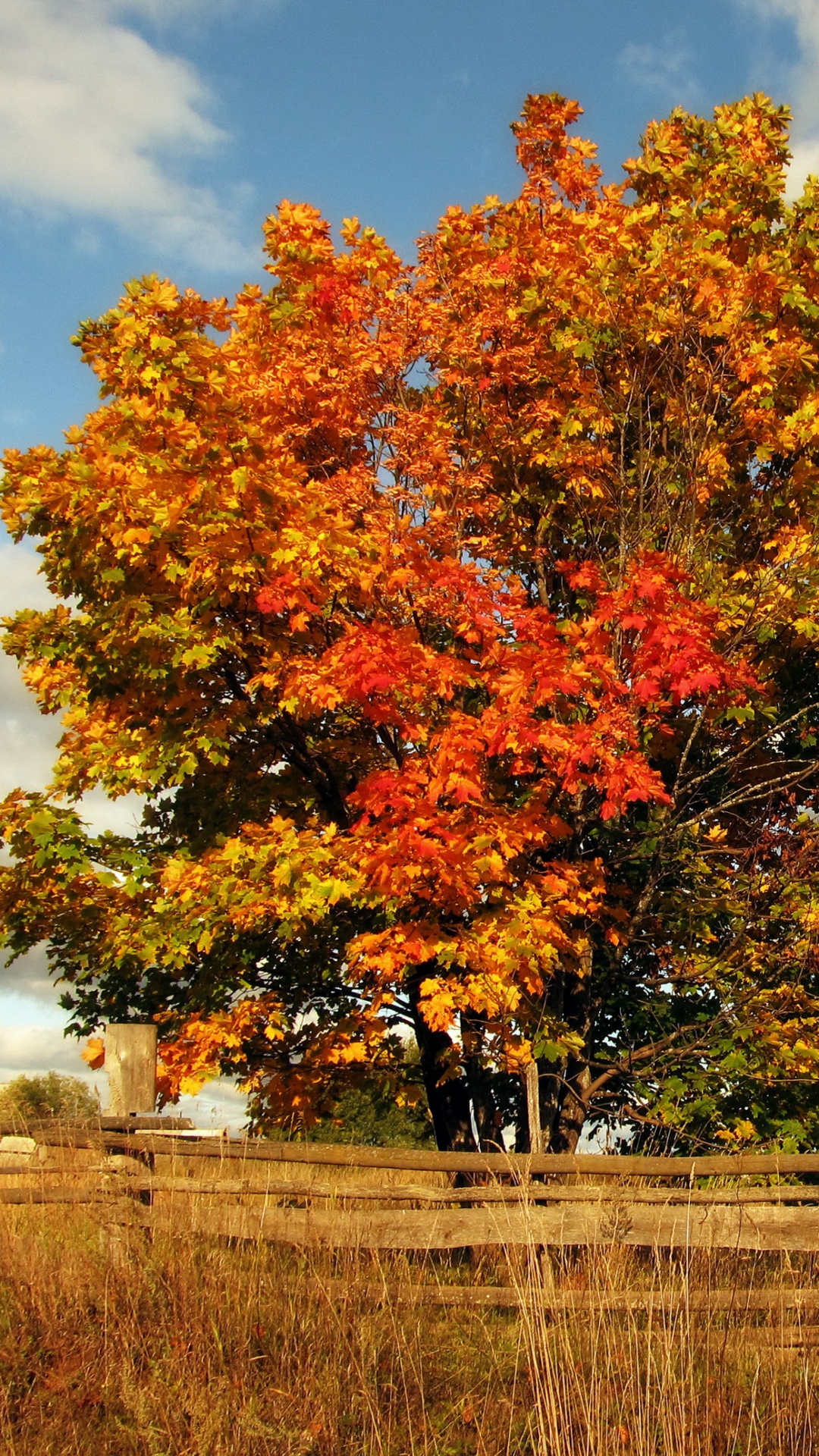 Обои дерево, лист, осень, облако, пейзаж в разрешении 1080x1920