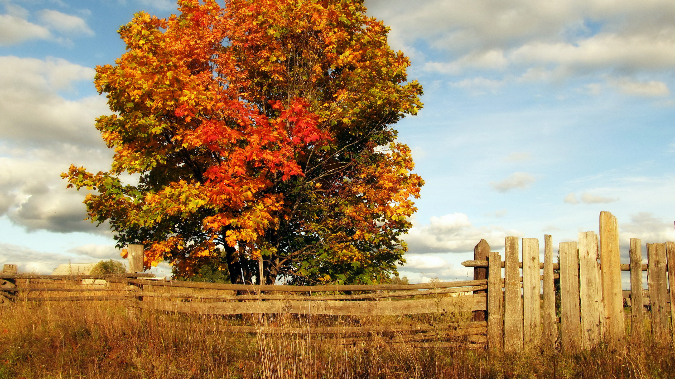 Обои дерево, лист, осень, облако, пейзаж в разрешении 2560x1440