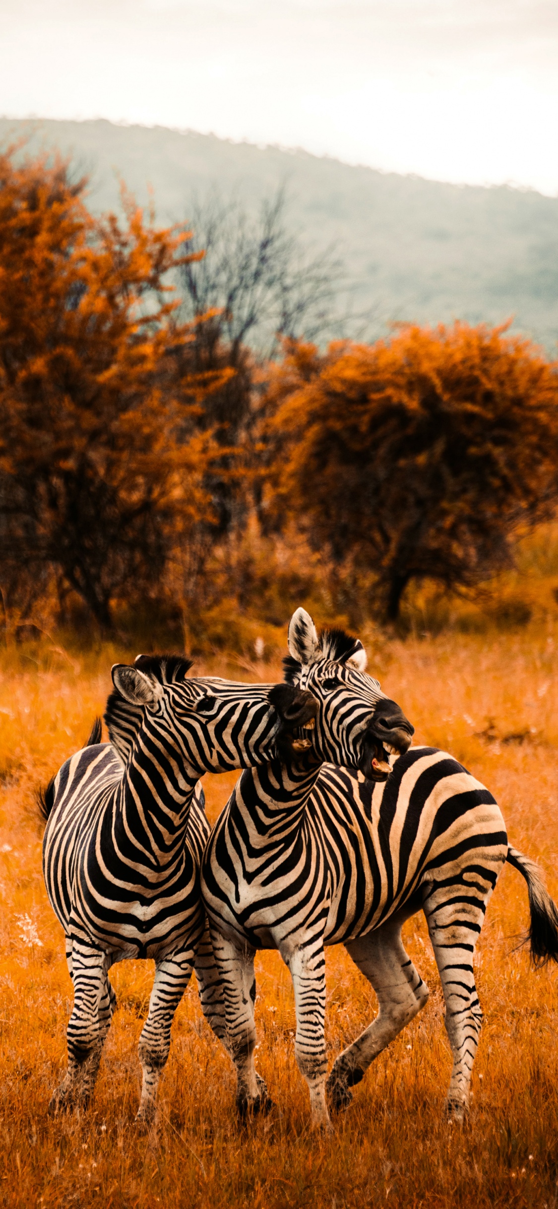 Обои цвет саванны, полотенце, цветной, зебра, растение в разрешении 1125x2436