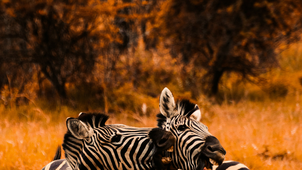 Обои цвет саванны, полотенце, цветной, зебра, растение в разрешении 1280x720