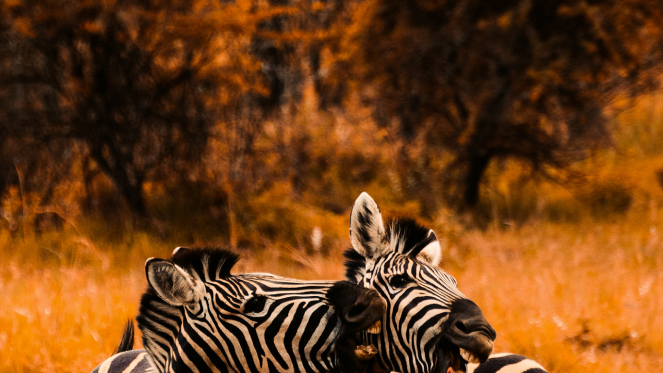 Обои цвет саванны, полотенце, цветной, зебра, растение в разрешении 1366x768