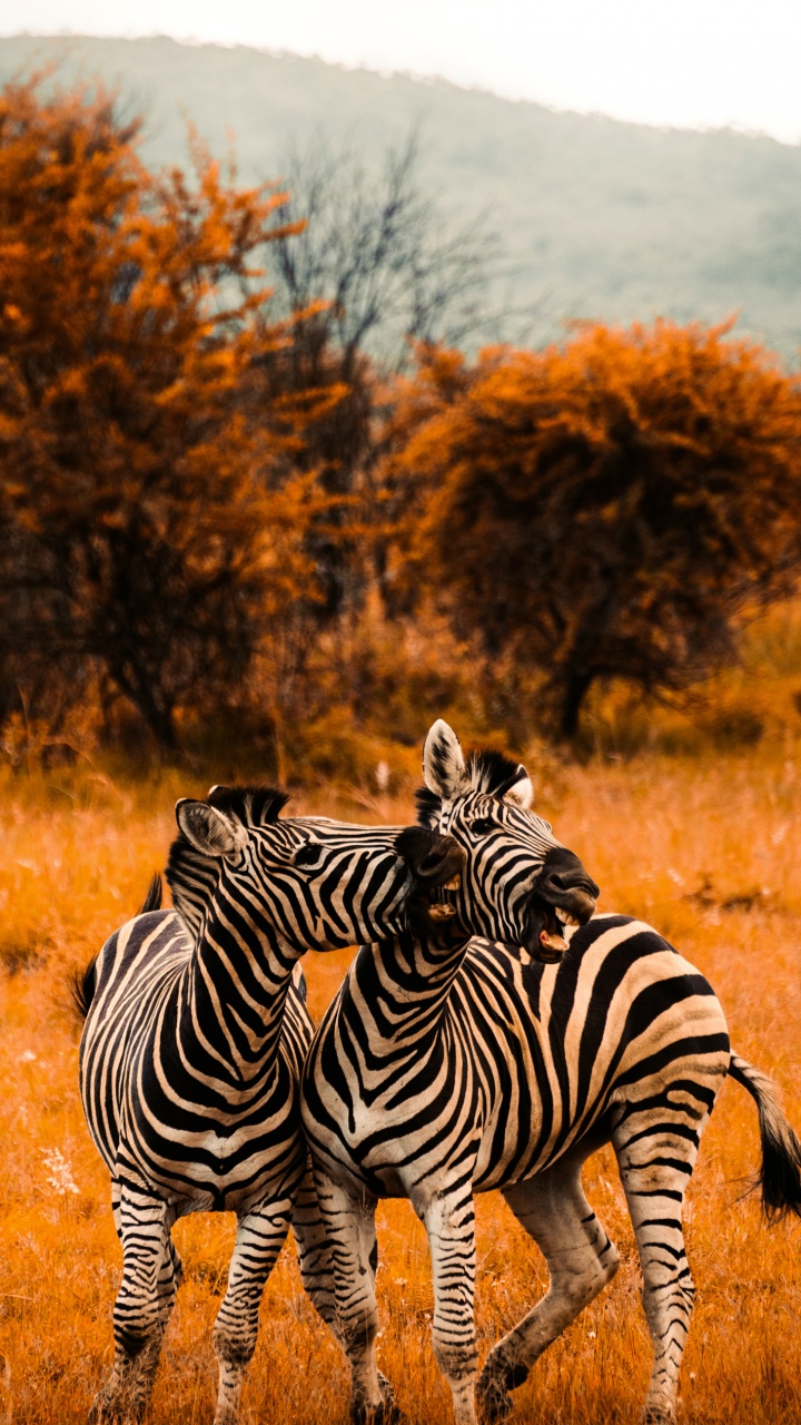 Обои цвет саванны, полотенце, цветной, зебра, растение в разрешении 720x1280