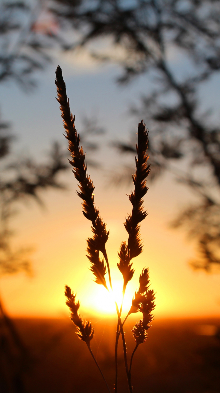 Обои закат, солнечный свет, восход солнца, трава, сумрак в разрешении 750x1334
