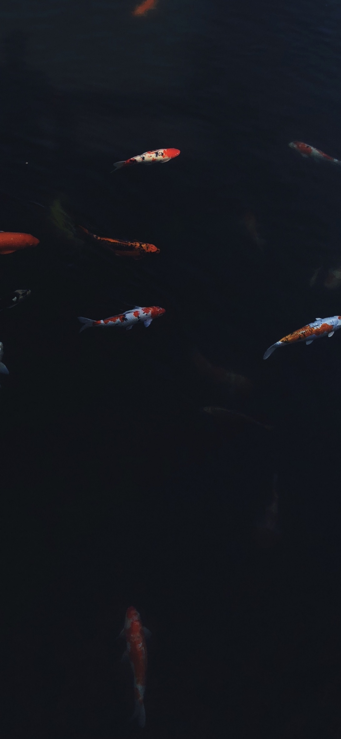 Обои вода, морская биология, кои, наука, жидкость в разрешении 1125x2436