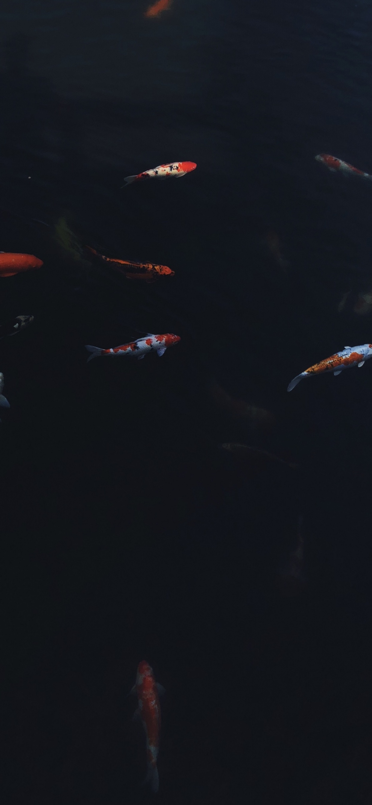 Обои вода, морская биология, кои, наука, жидкость в разрешении 1242x2688