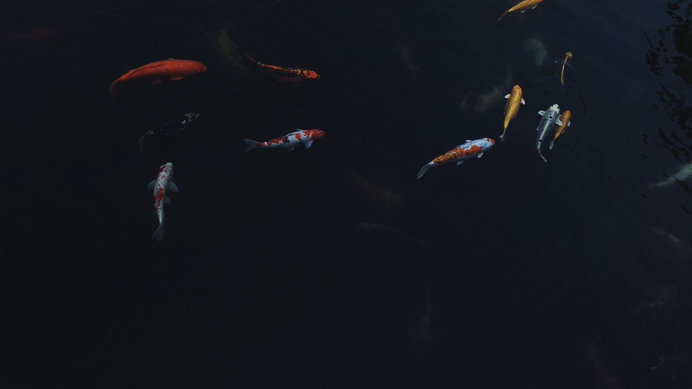 Обои вода, морская биология, кои, наука, жидкость в разрешении 1366x768