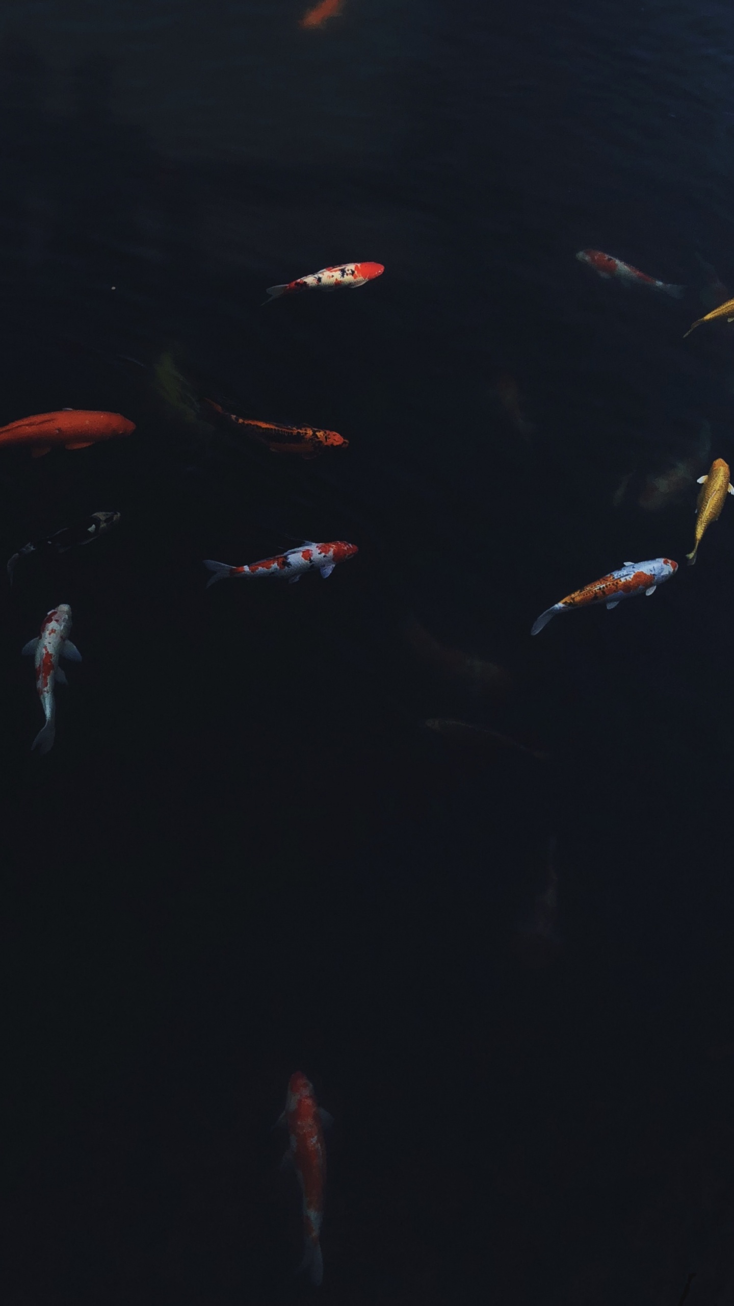 Обои вода, морская биология, кои, наука, жидкость в разрешении 1440x2560