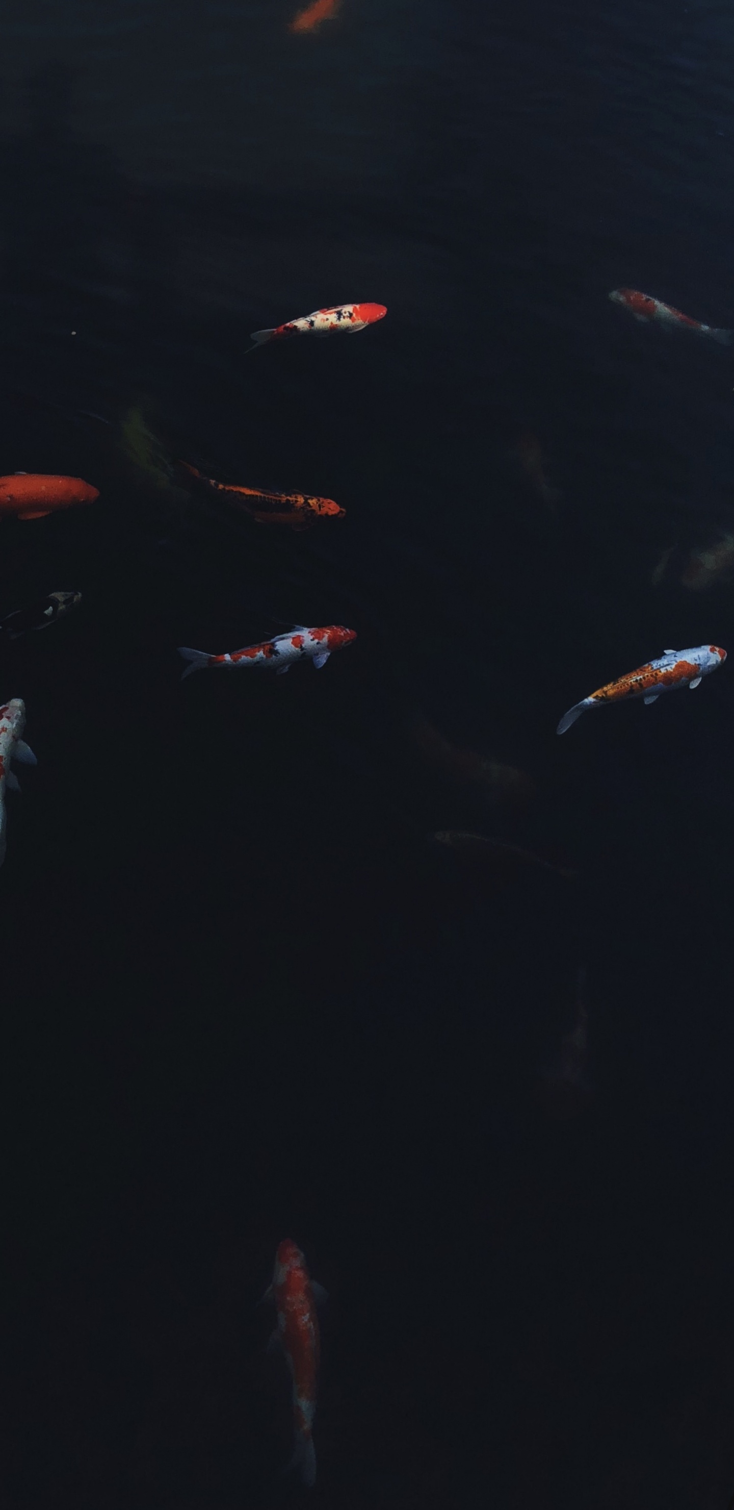 Обои вода, морская биология, кои, наука, жидкость в разрешении 1440x2960