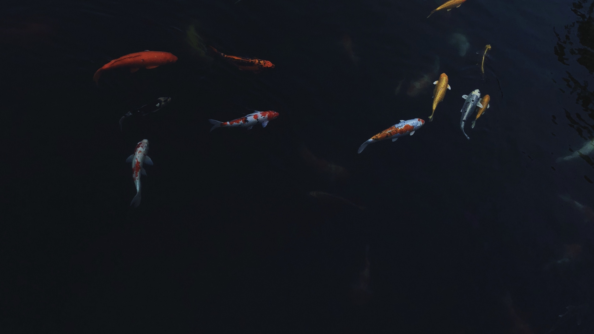 Обои вода, морская биология, кои, наука, жидкость в разрешении 1920x1080