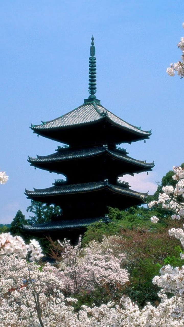 Обои цветение вишни, цветок, растение, расцвет, дерево в разрешении 720x1280