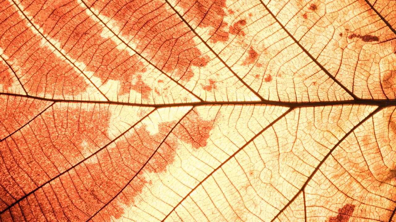 Обои лист, кленовый лист, растение, линия, осень в разрешении 1280x720