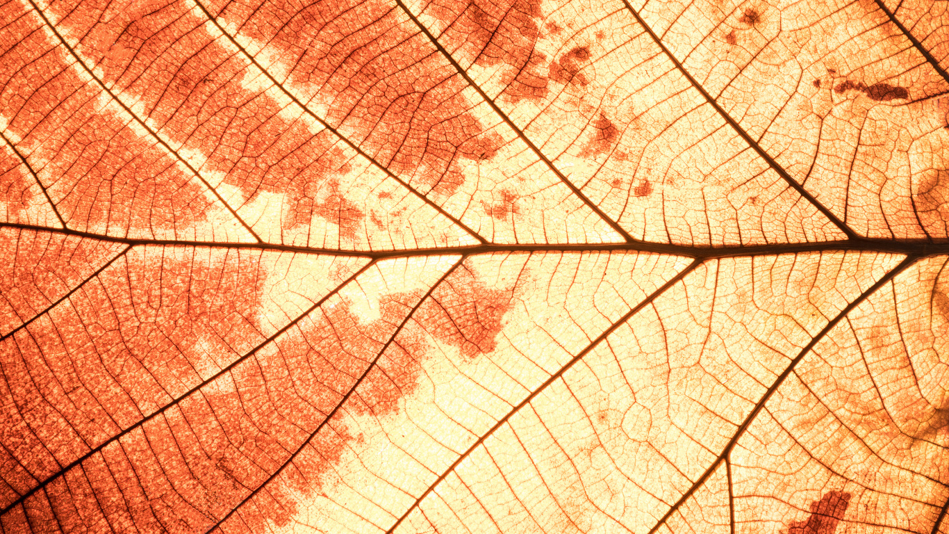 Обои лист, кленовый лист, растение, линия, осень в разрешении 1366x768