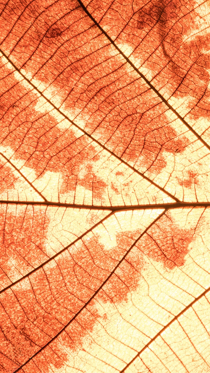 Обои лист, кленовый лист, растение, линия, осень в разрешении 720x1280