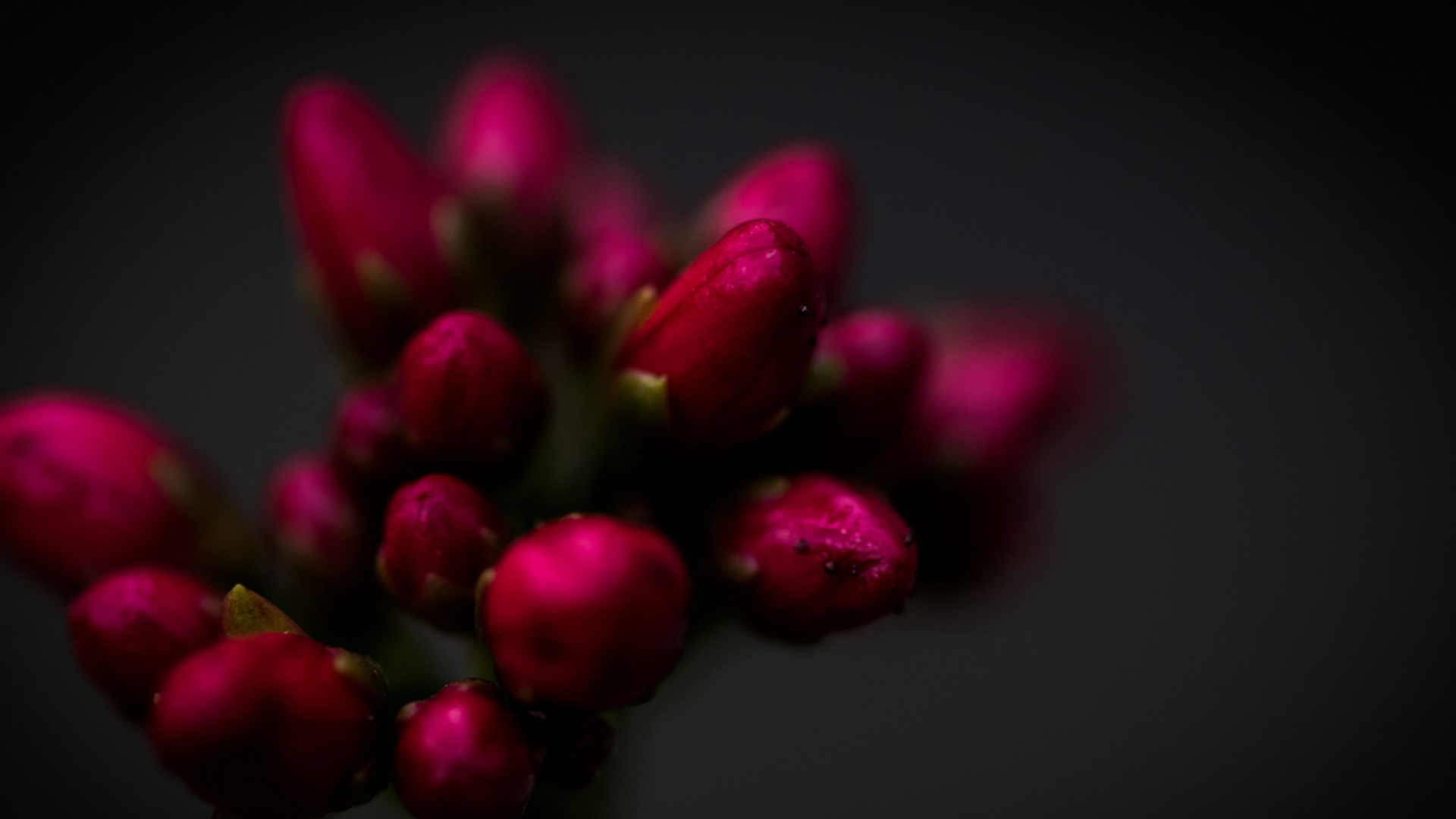 Обои крупный план, цветок, сад роз, Хризантема, растение в разрешении 1920x1080