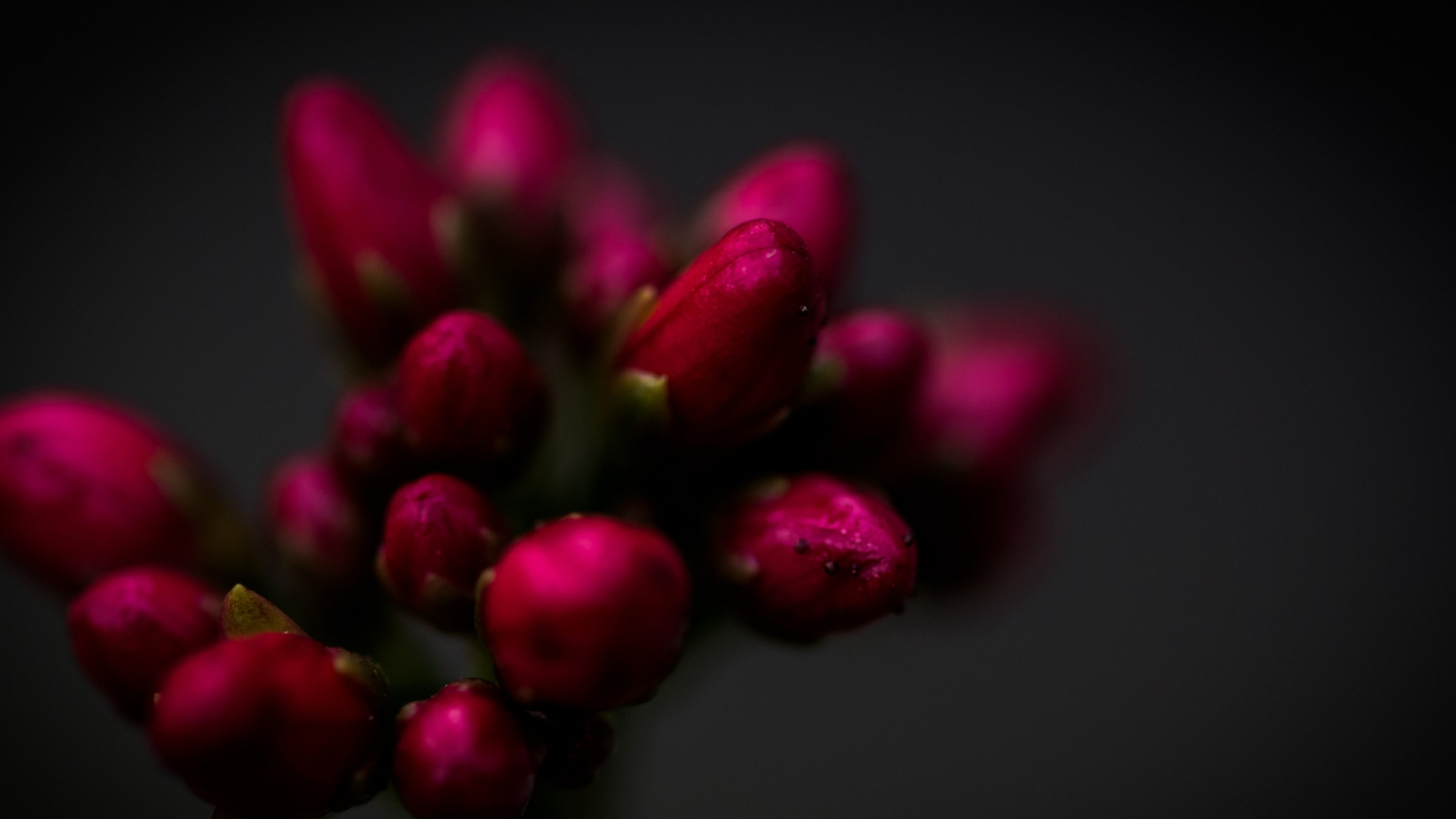 Обои крупный план, цветок, сад роз, Хризантема, растение в разрешении 2560x1440