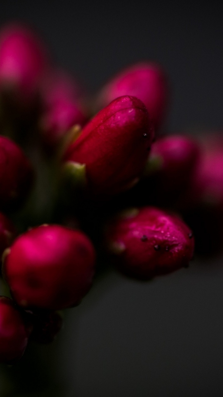 Обои крупный план, цветок, сад роз, Хризантема, растение в разрешении 720x1280