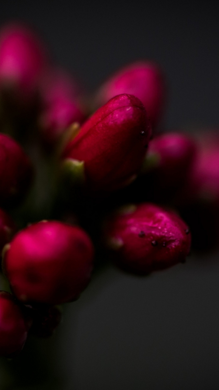 Обои крупный план, цветок, сад роз, Хризантема, растение в разрешении 750x1334