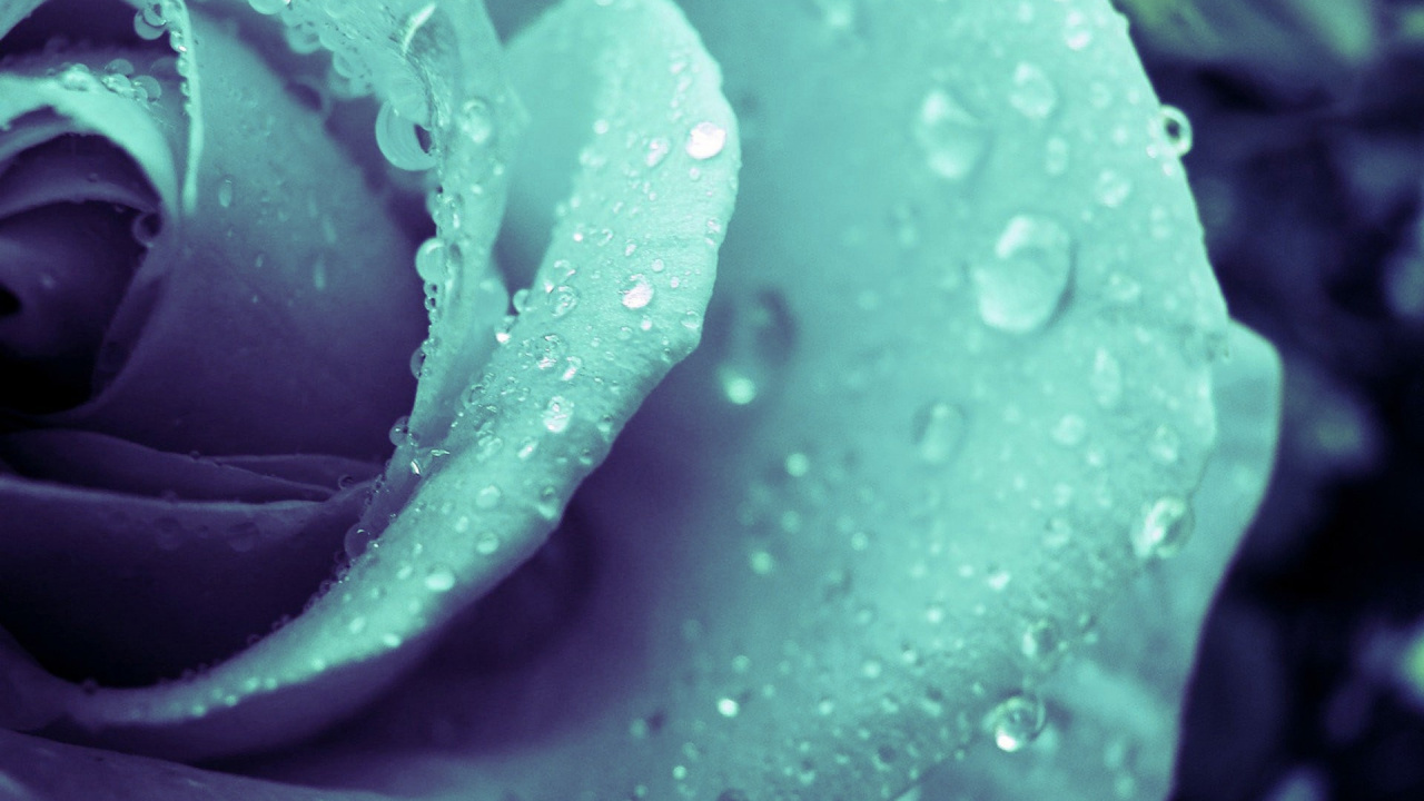 Обои пурпур, роса, влага, вода, семья Роуз в разрешении 1280x720
