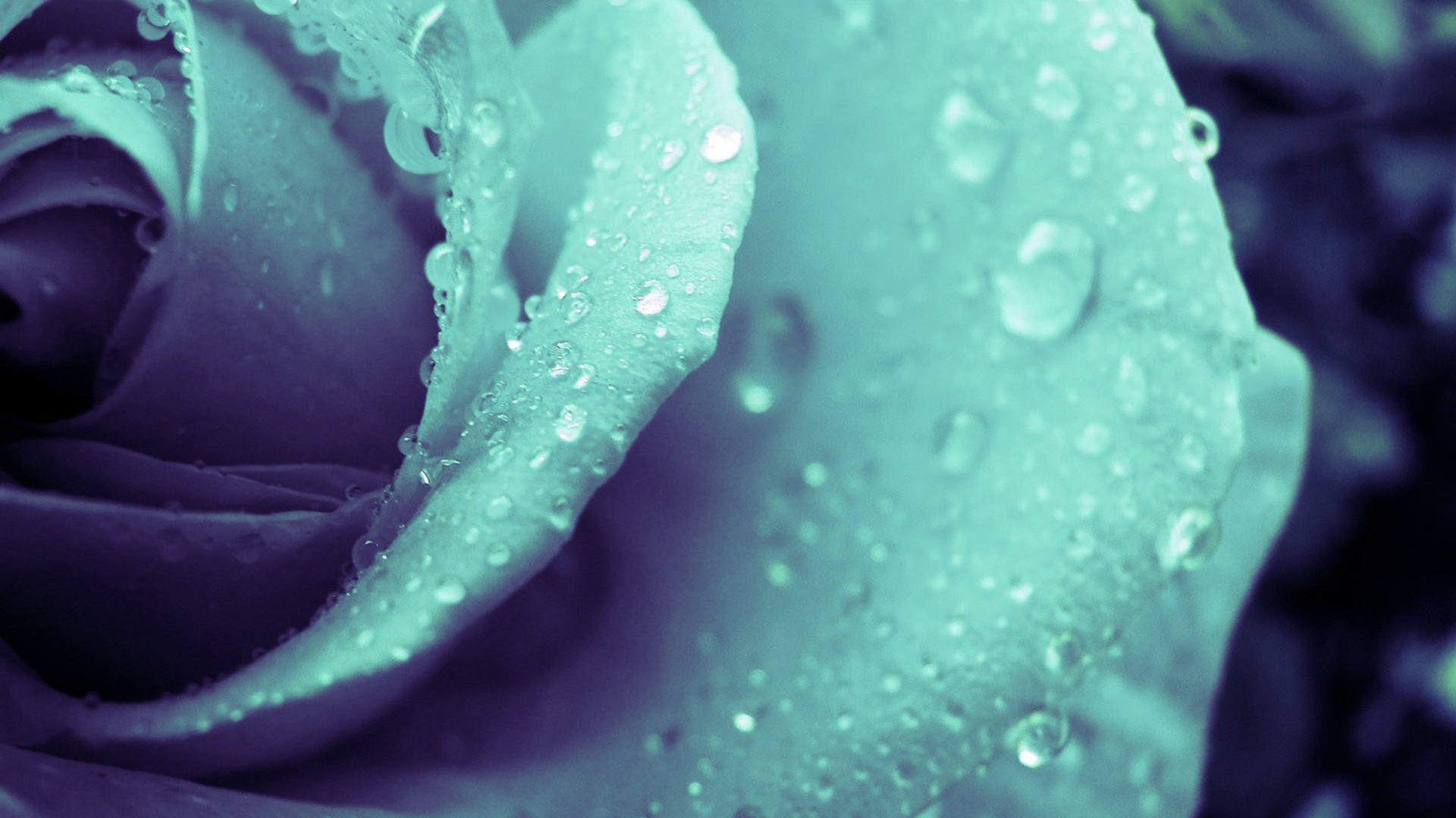 Обои пурпур, роса, влага, вода, семья Роуз в разрешении 1920x1080