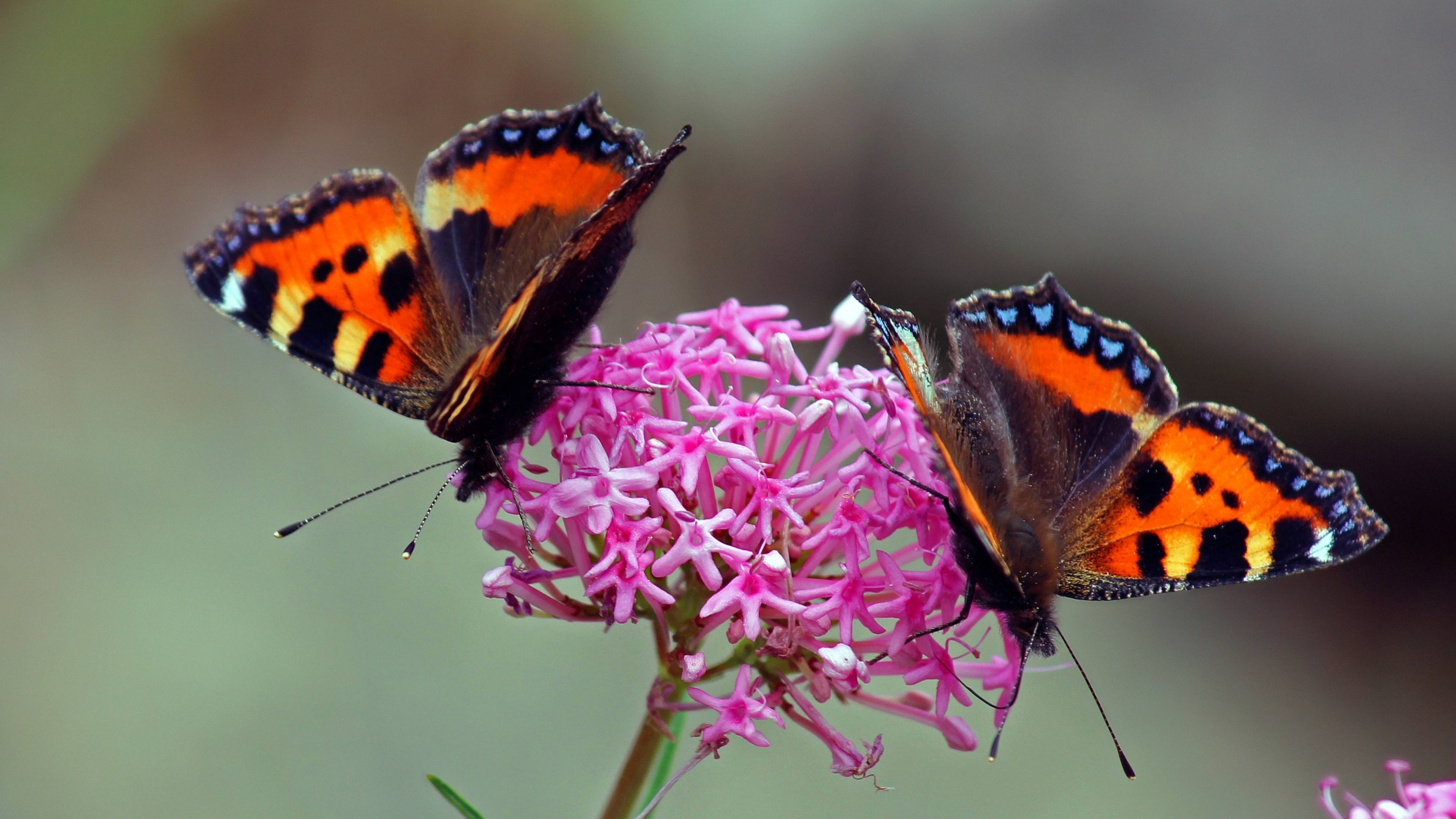 Обои бабочкамонарх, насекомое, мотыльки и бабочки, бабочка, беспозвоночных в разрешении 3840x2160