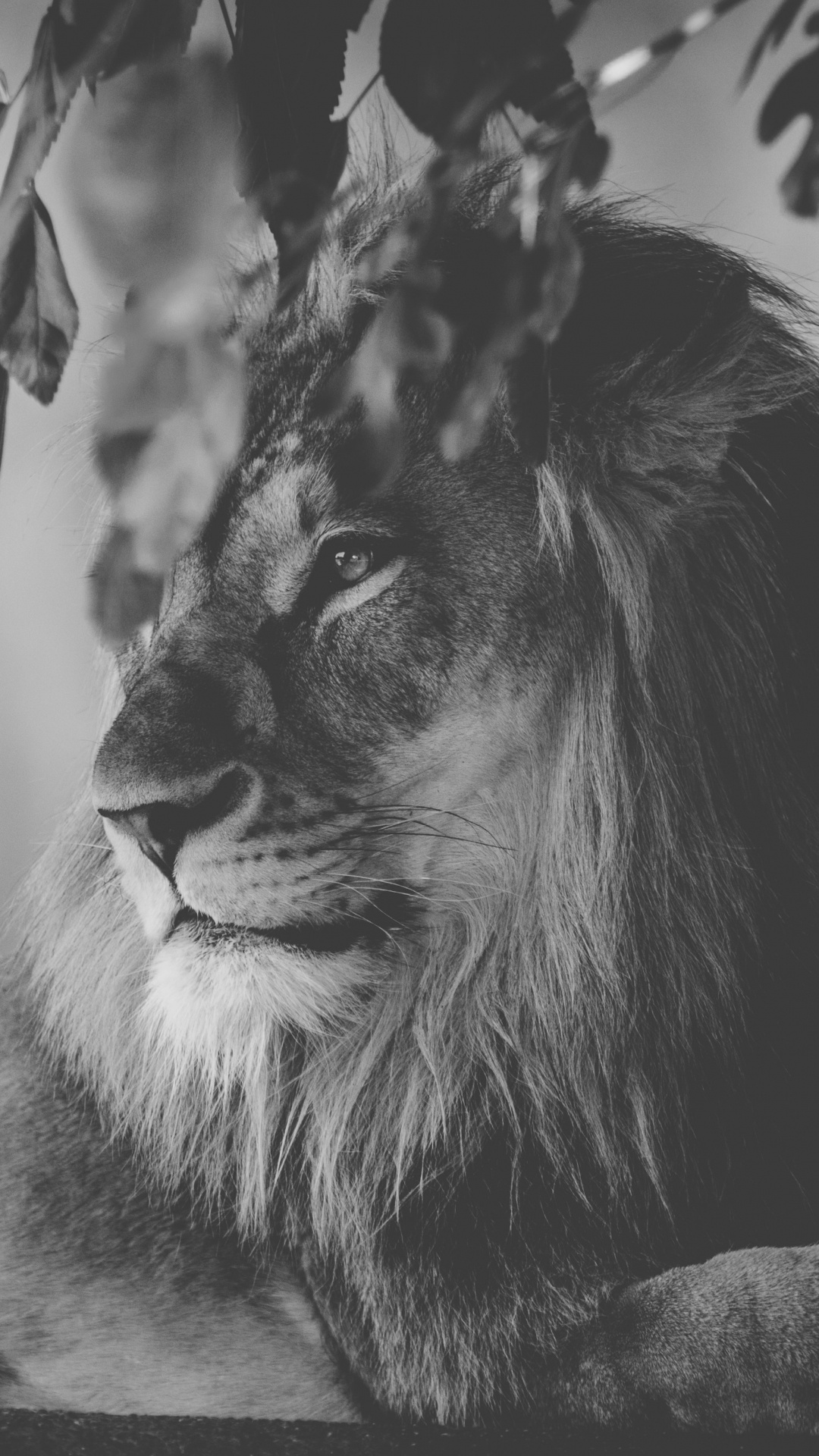 Обои Лев, кошачьих, живая природа, монохромный, морда в разрешении 1080x1920