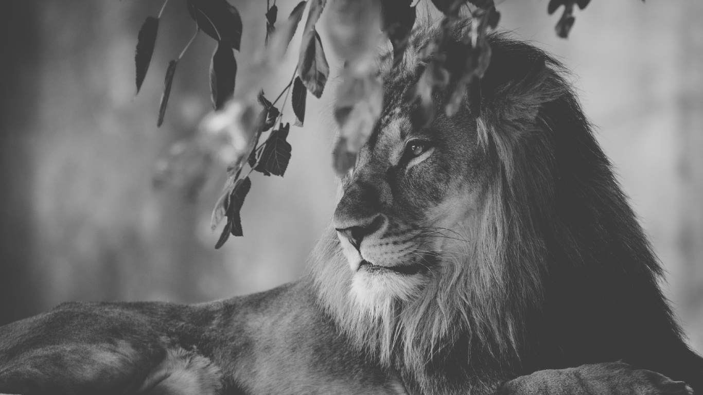 Обои Лев, кошачьих, живая природа, монохромный, морда в разрешении 1366x768