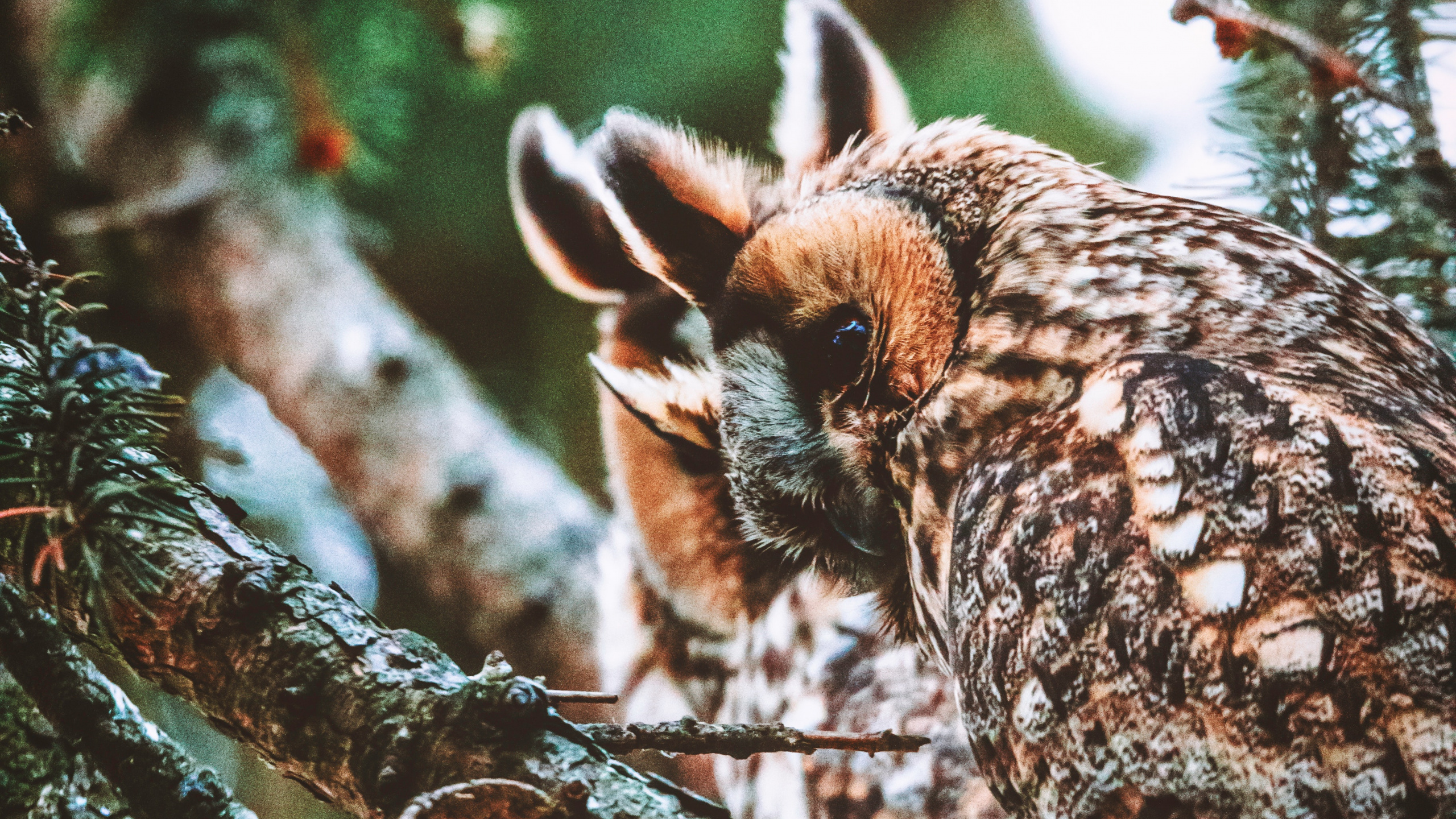 Обои сова, птица, ветвь, дерево, большая рогатая сова в разрешении 2560x1440