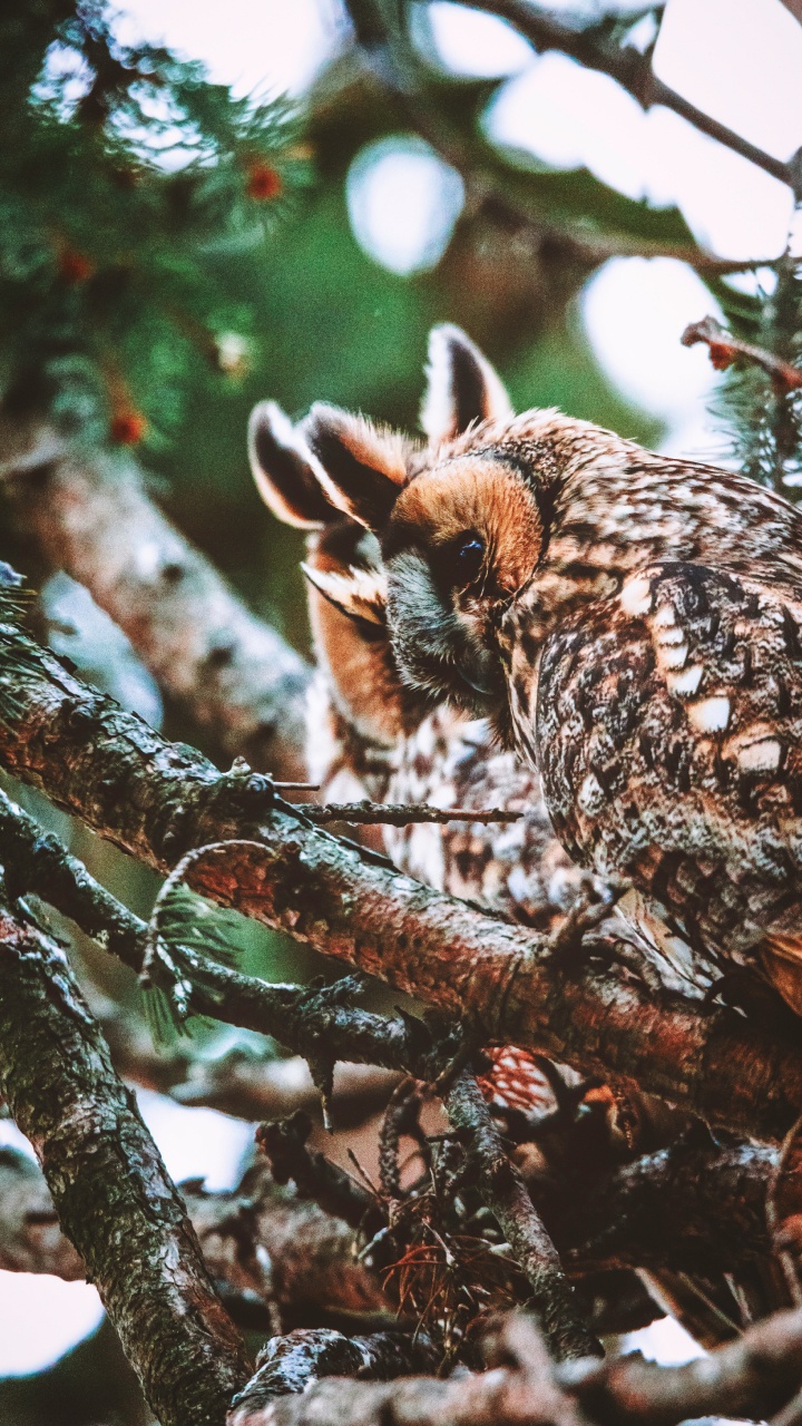 Обои сова, птица, ветвь, дерево, большая рогатая сова в разрешении 720x1280