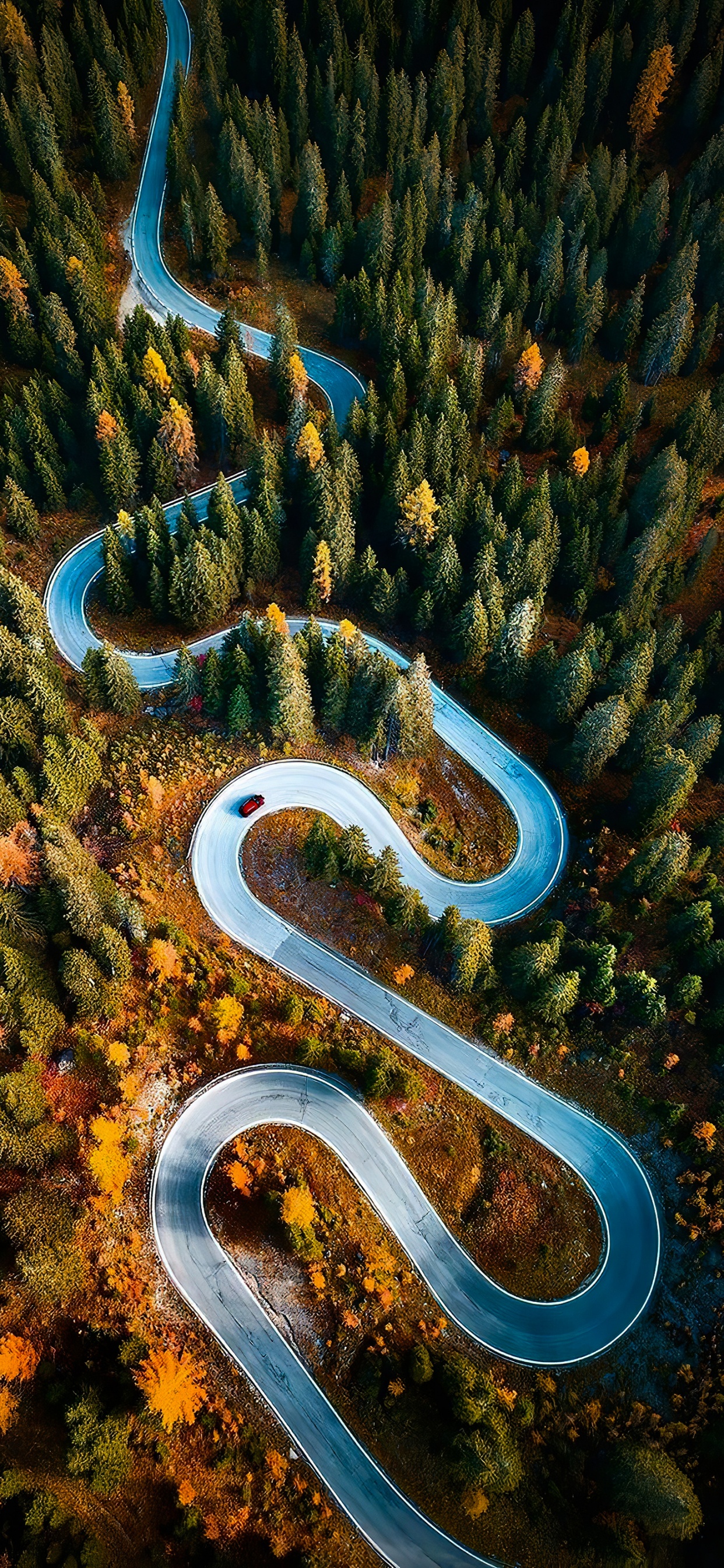 Обои природа, экорегион, природный ландшафт, растение, растительность в разрешении 1242x2688